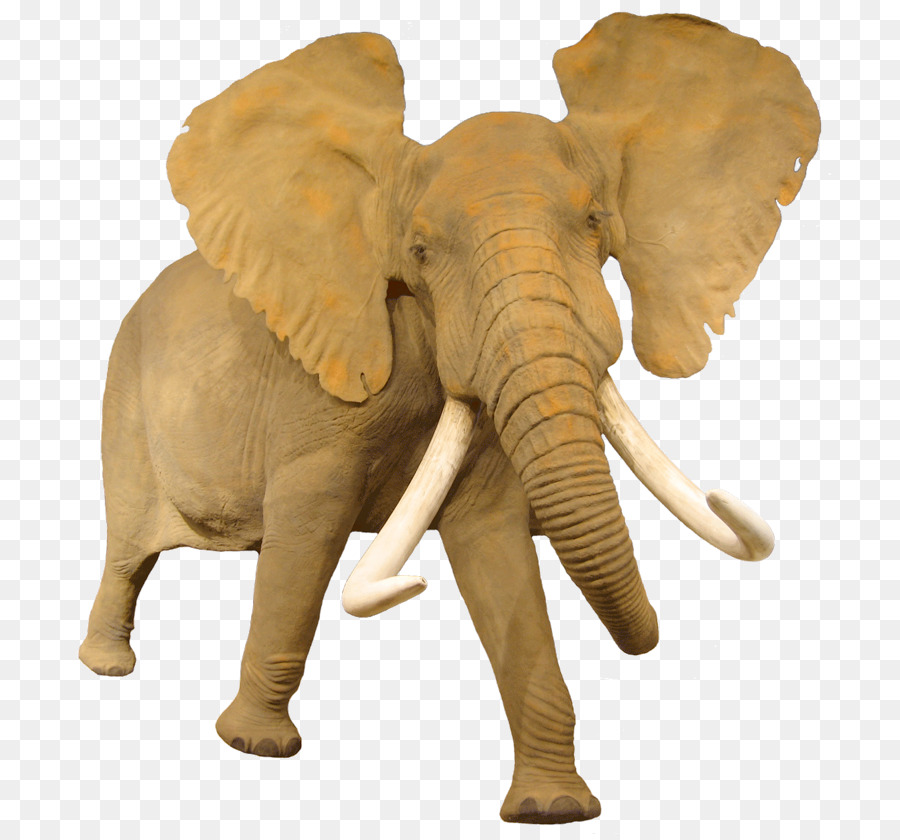 Elefante，Elefante Africano De Sabana PNG