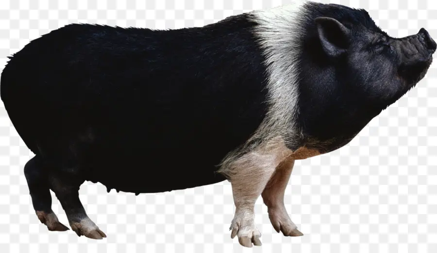 El Jabalí，Miniatura De Cerdo PNG