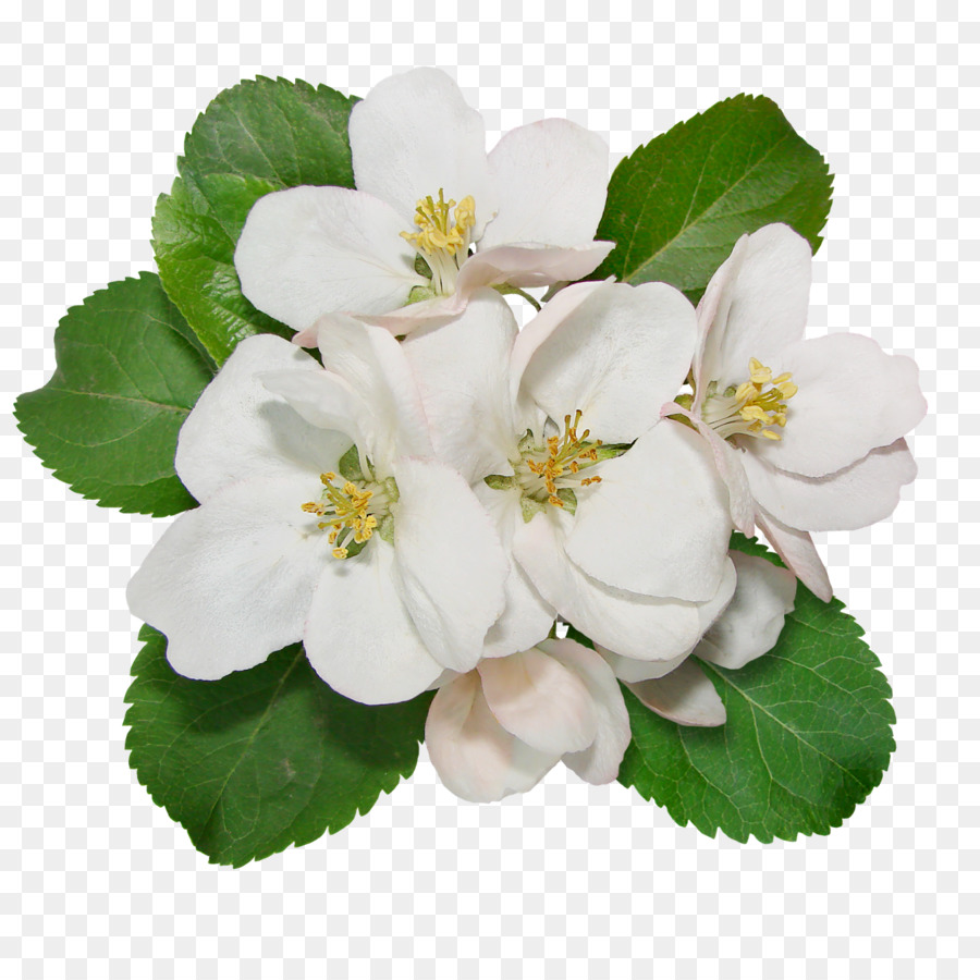 Flor，Las Manzanas PNG