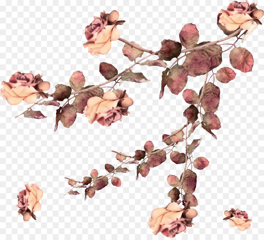 Rosas，Rosa PNG