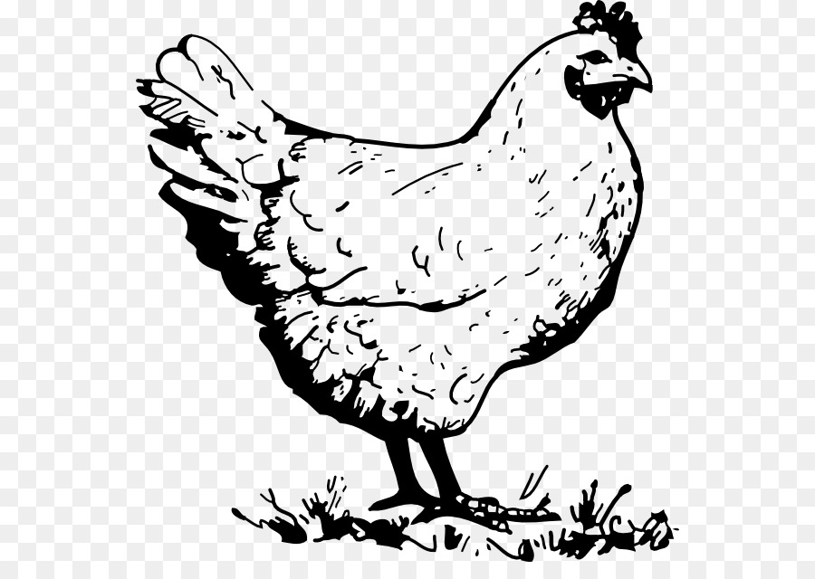 Pollo，Gallina PNG