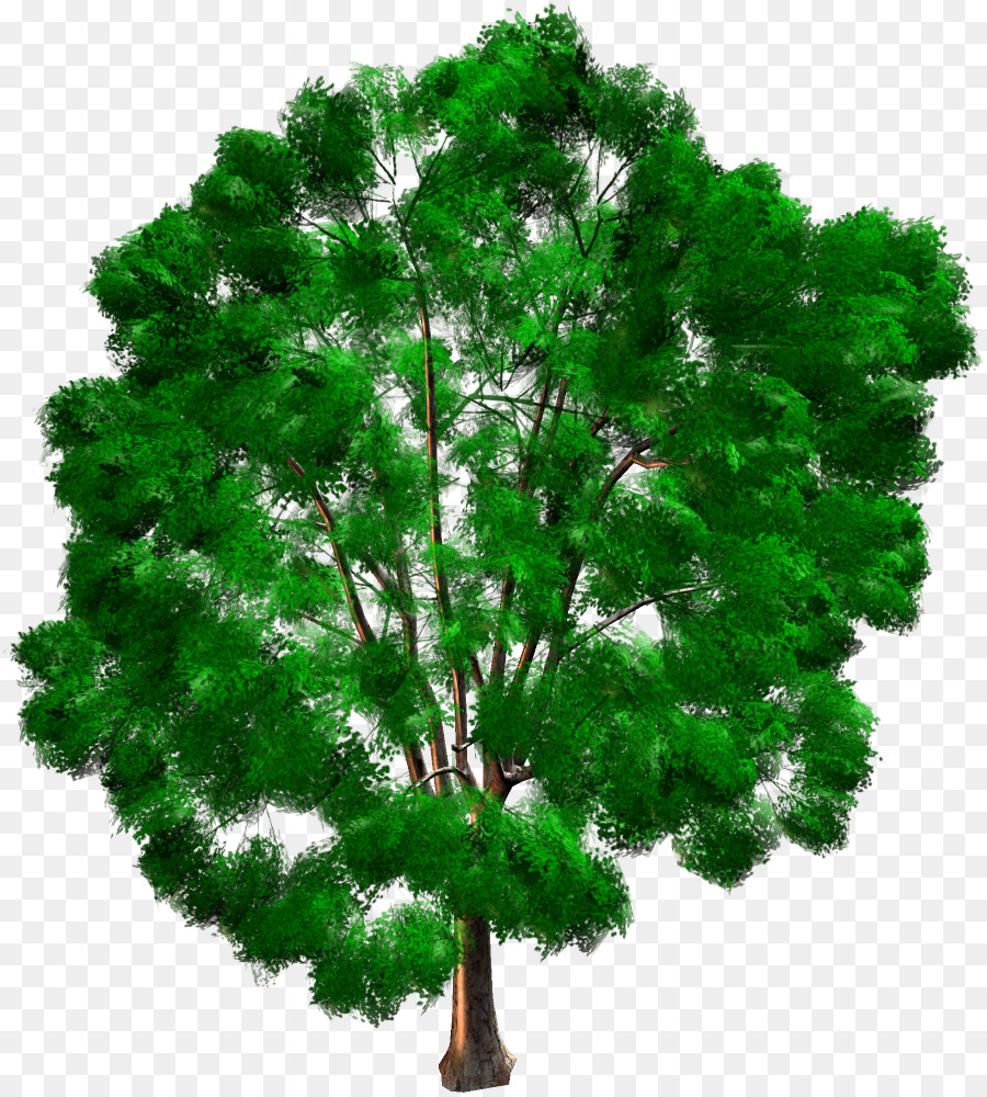 árbol，Planta Leñosa PNG