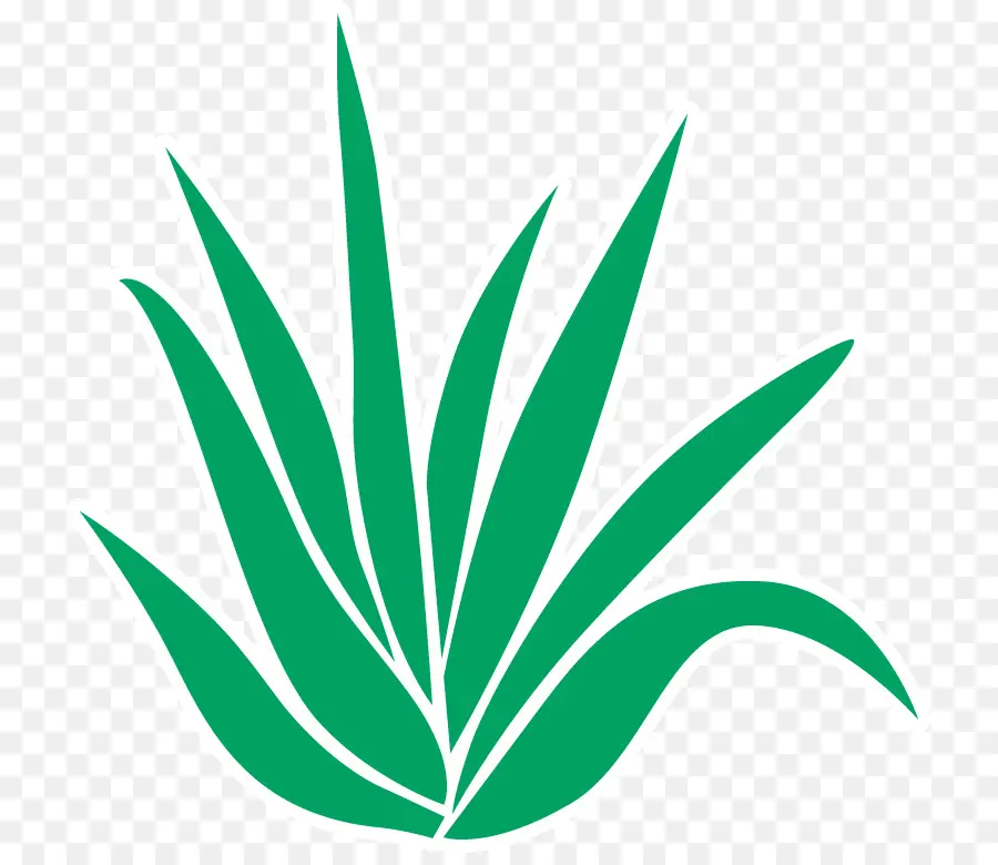 Aloe Vera，El Dolor PNG