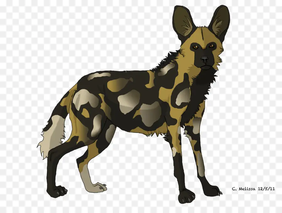 Perro Salvaje，Africano PNG