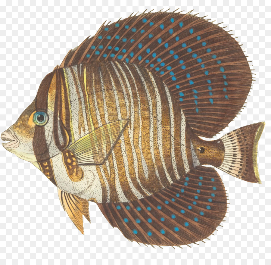 Sailfin Tang，Mar Rojo Sailfin Tang PNG