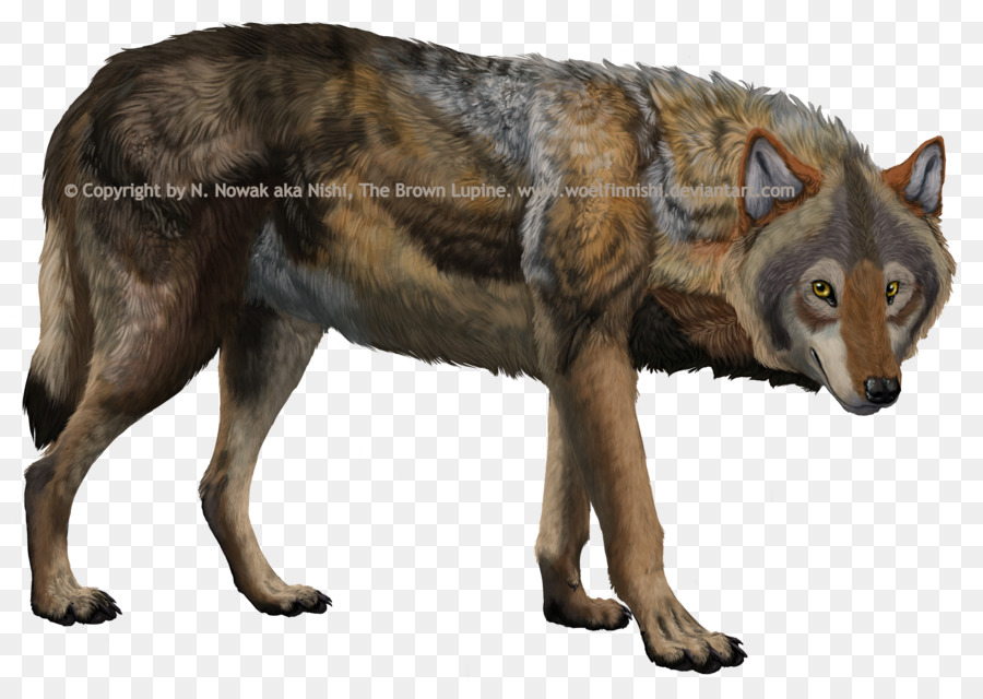 Kunming Lobo，Coyote PNG