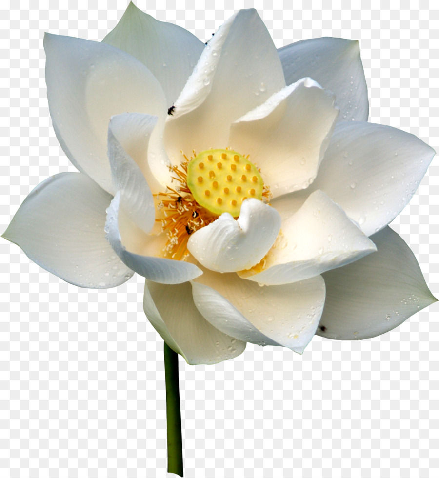 Flor，Lotus PNG