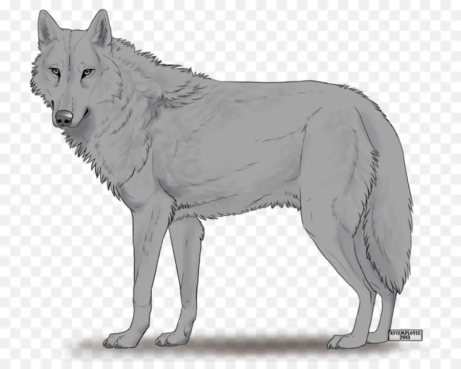 Lobo Gris，Animal PNG