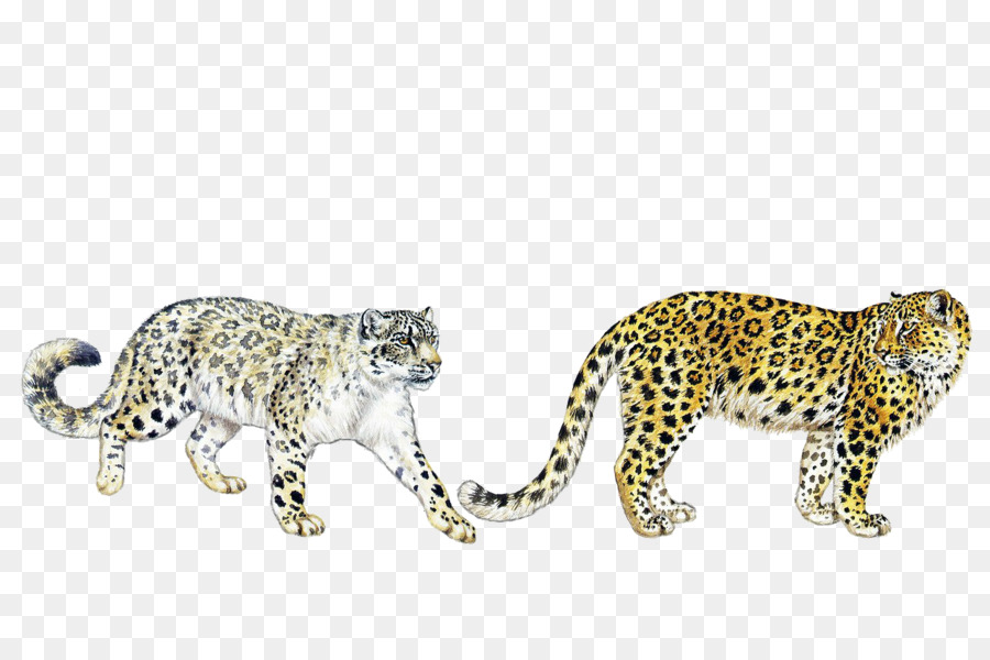 Los Gatos Salvajes Del Mundo，Leopard PNG