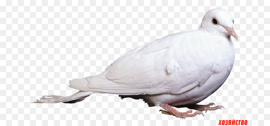 Pájaro，Columbidae PNG