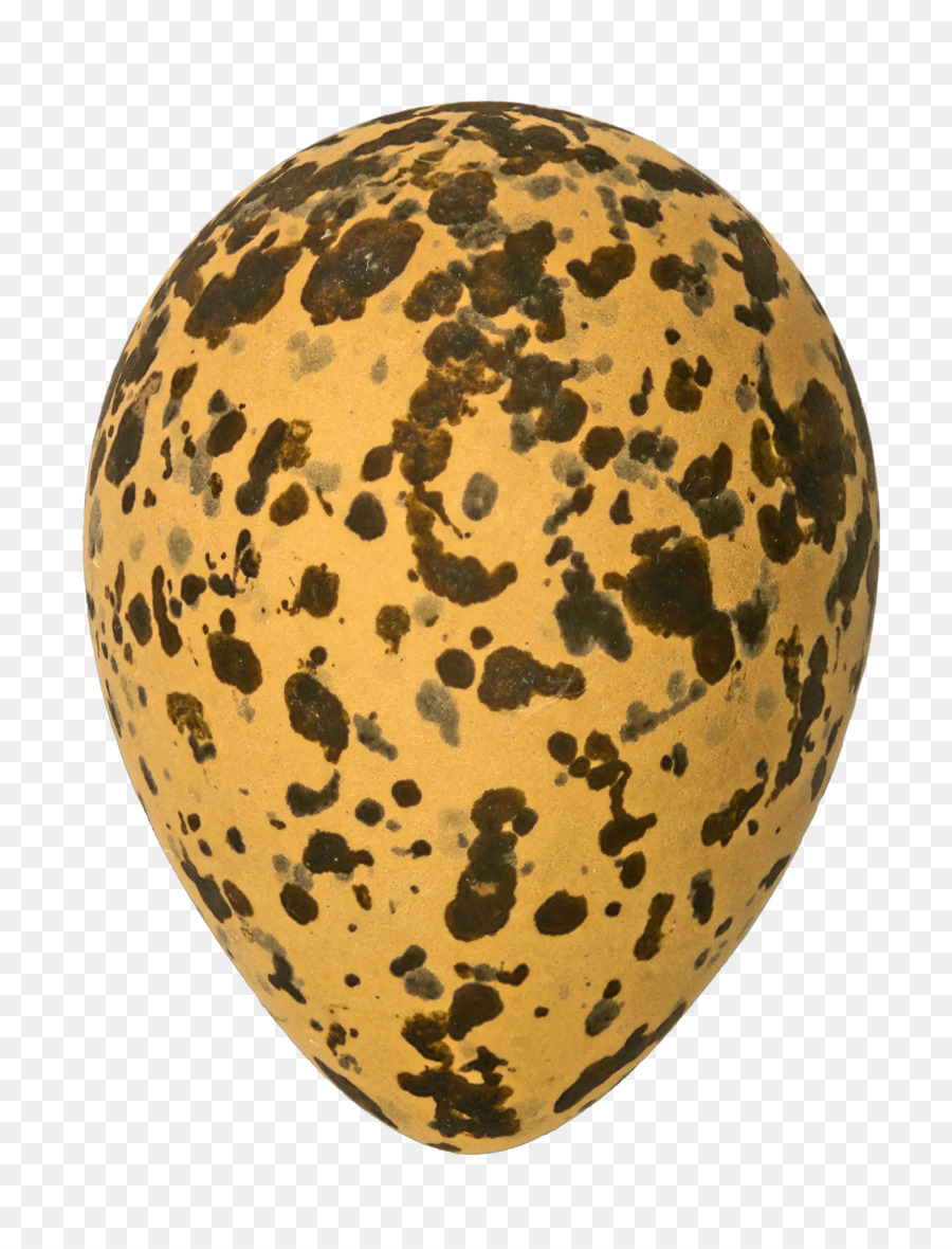 Huevos De Aves，Pájaro PNG