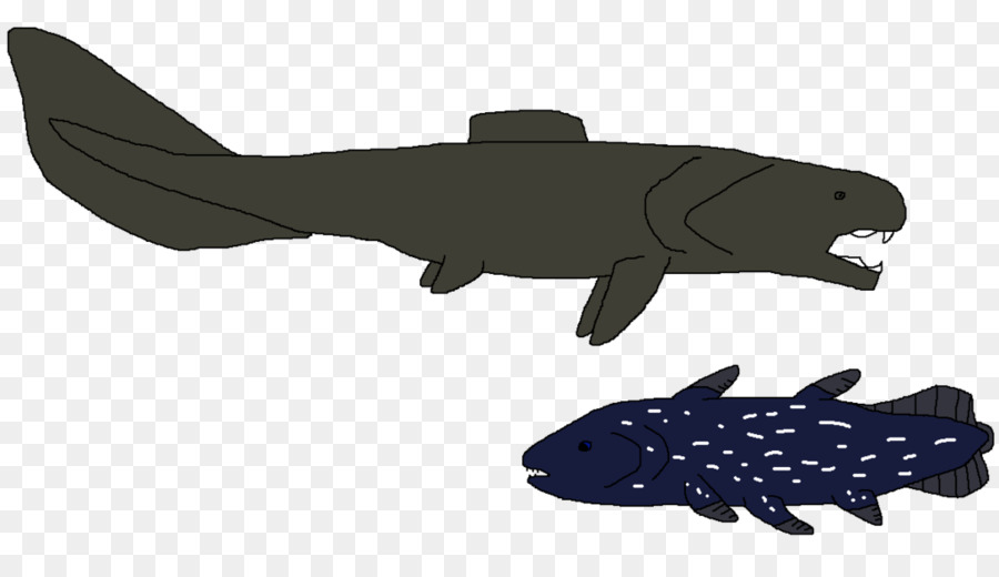 Squaliformes，Los Peces PNG