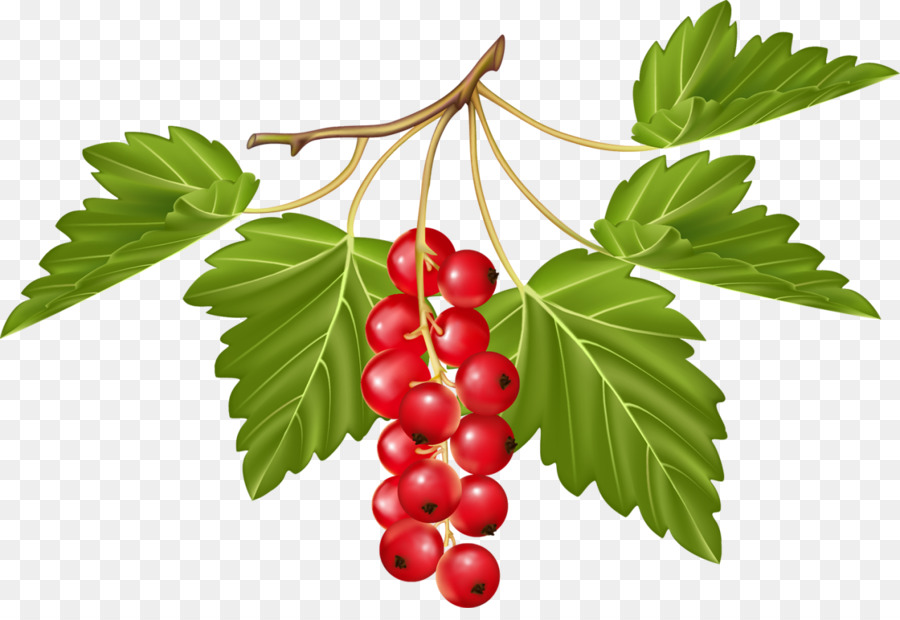 Berry，La Fruta PNG