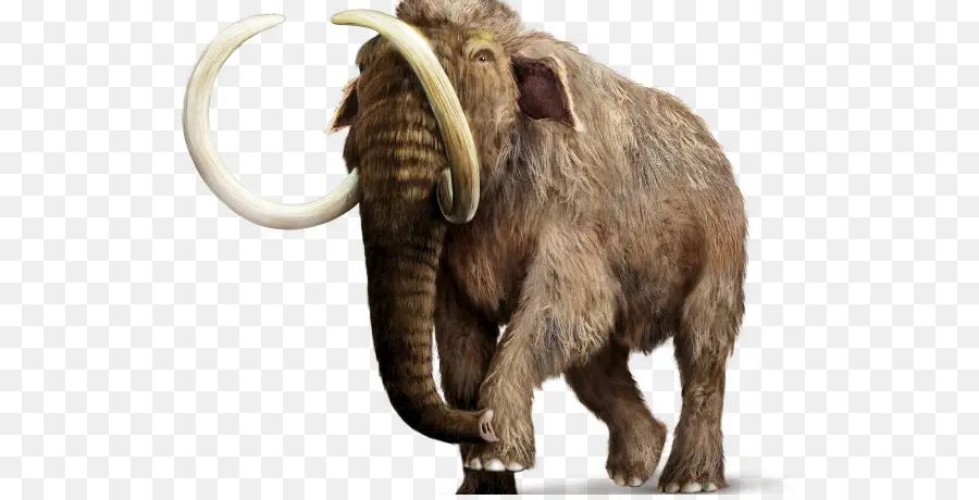 El Elefante Africano，Elefante PNG