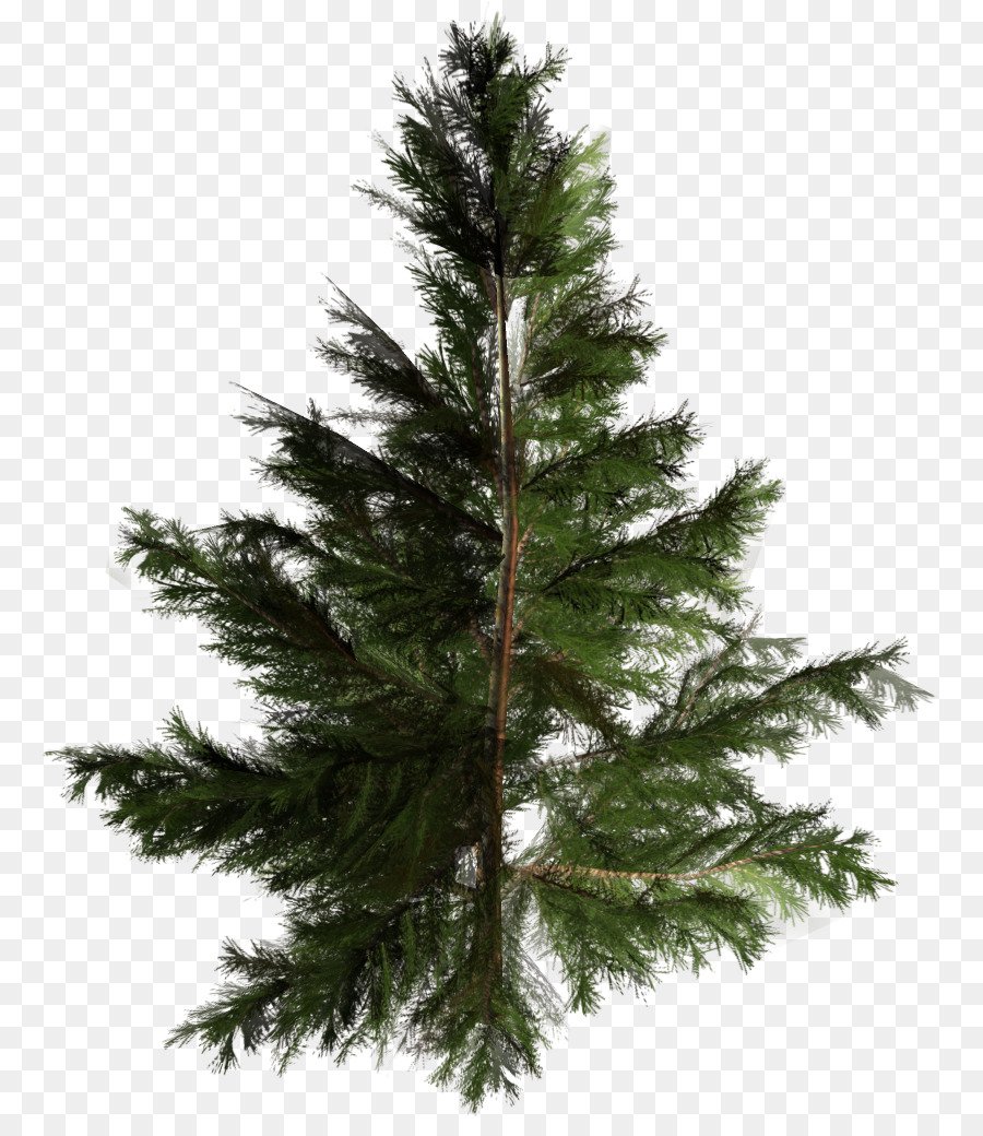 árbol，árbol De Navidad PNG