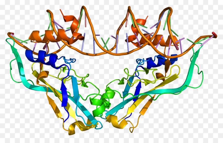 Tbox，Proteína PNG