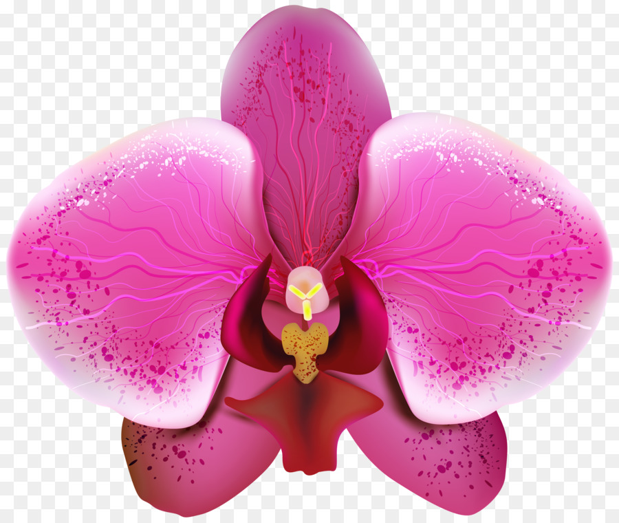 Las Orquídeas，Fondo De Escritorio PNG