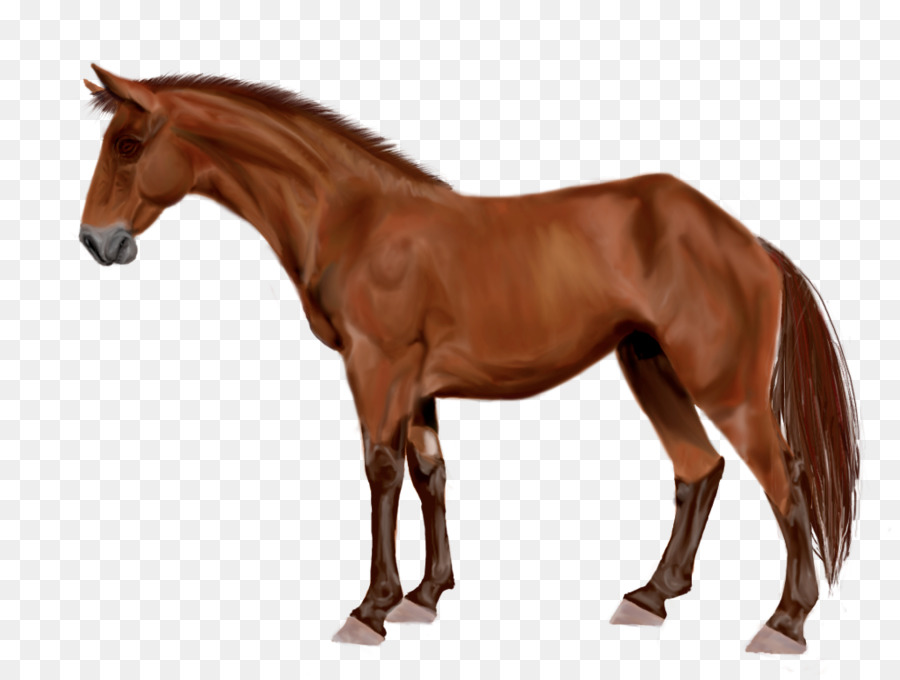 Mare，Caballo árabe PNG