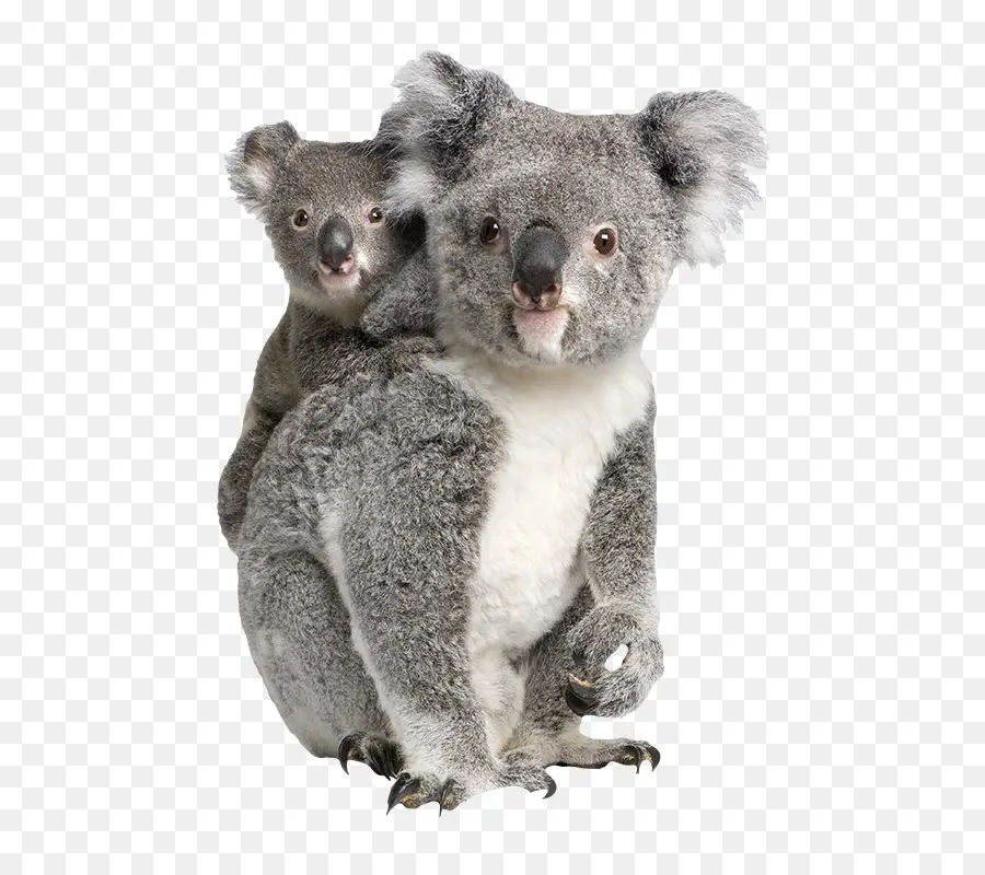 Koalas，Coala PNG