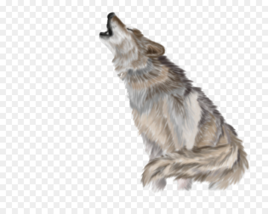 Lobo Gris，Coyote PNG