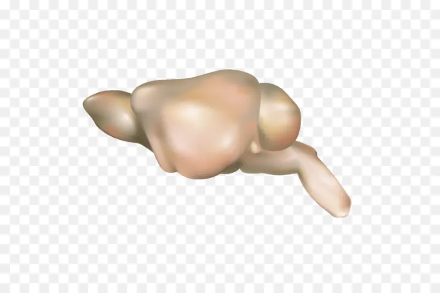 El Ratón De La Computadora，Cerebro PNG