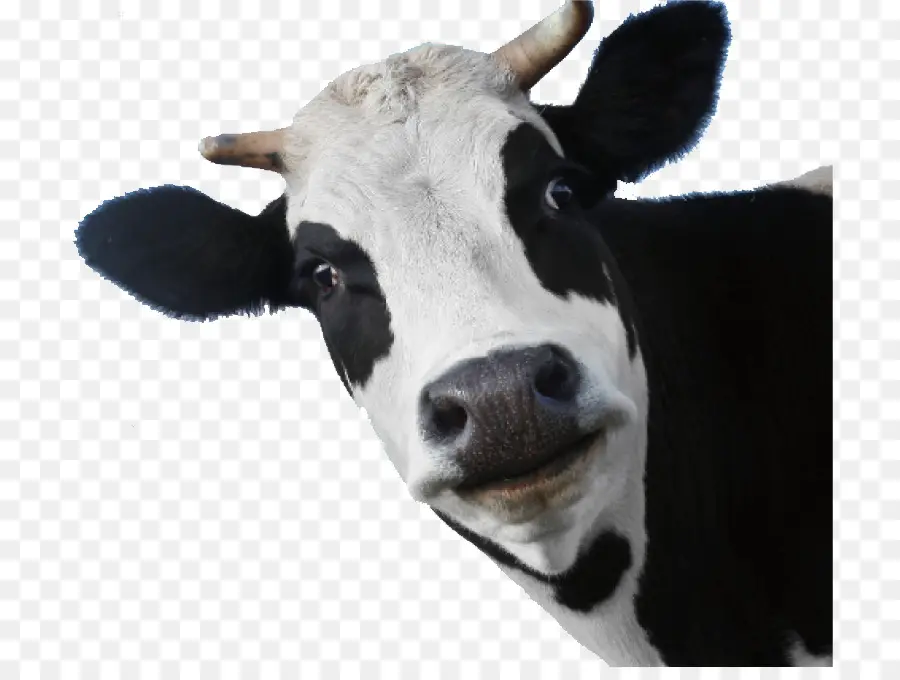 Vaca，En Blanco Y Negro PNG