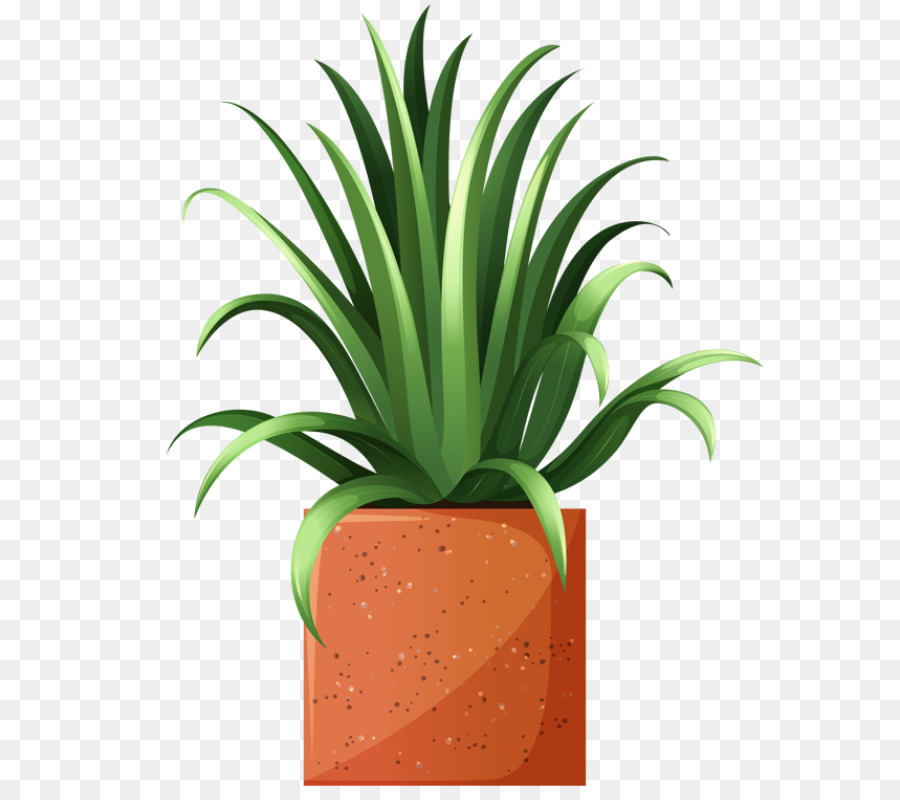 Arecaceae，árbol PNG