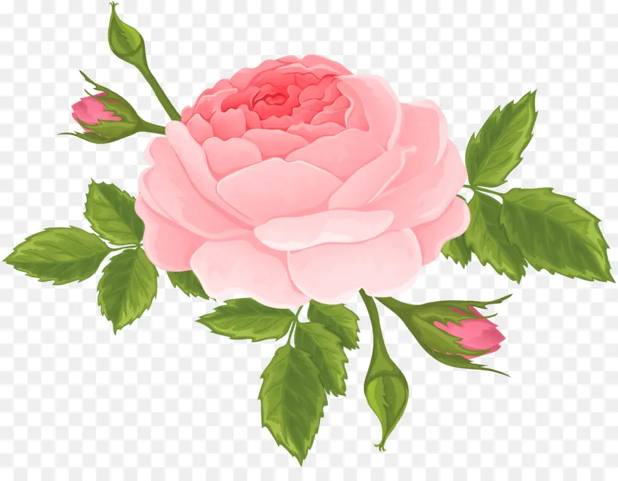 Rosa Rosa，Hojas Verdes PNG