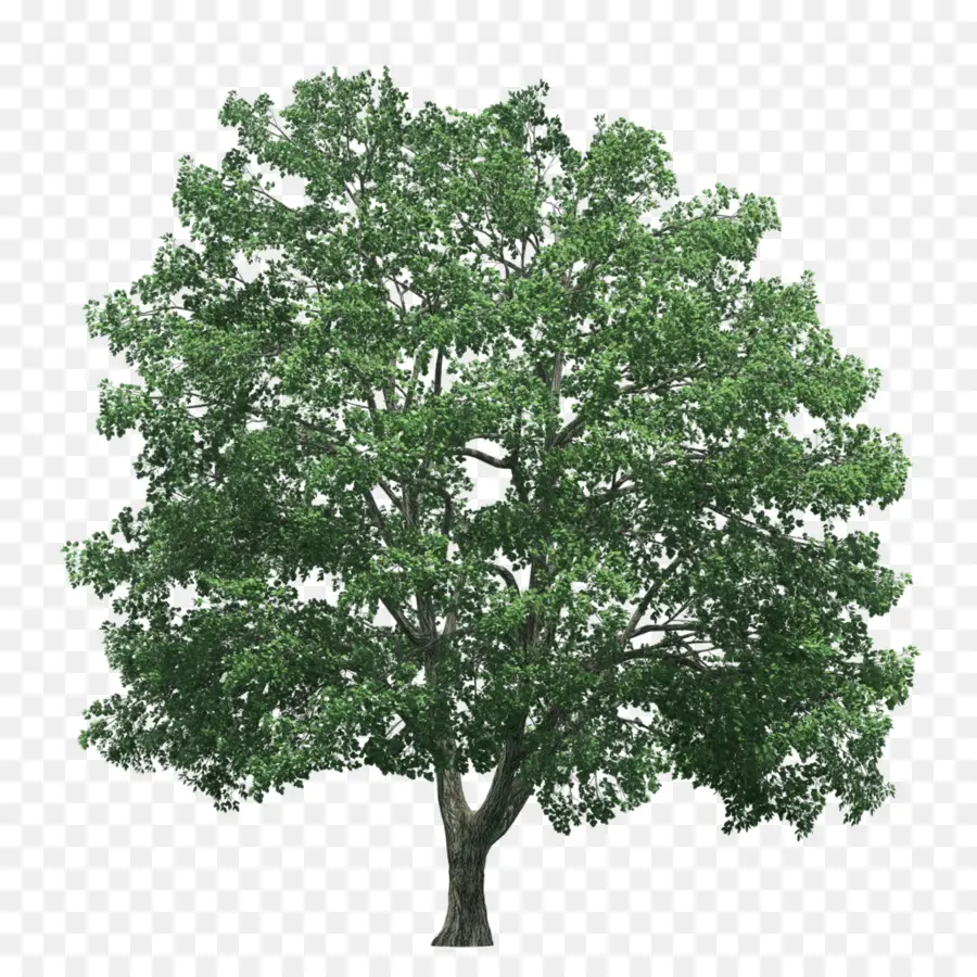 Árbol，Hojas PNG