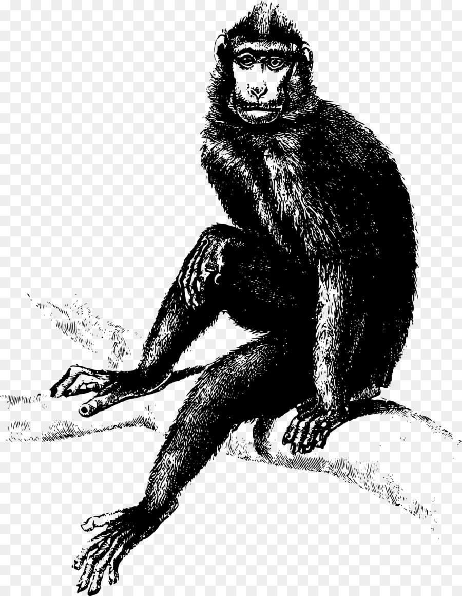 Mono，Chimpancé Común PNG