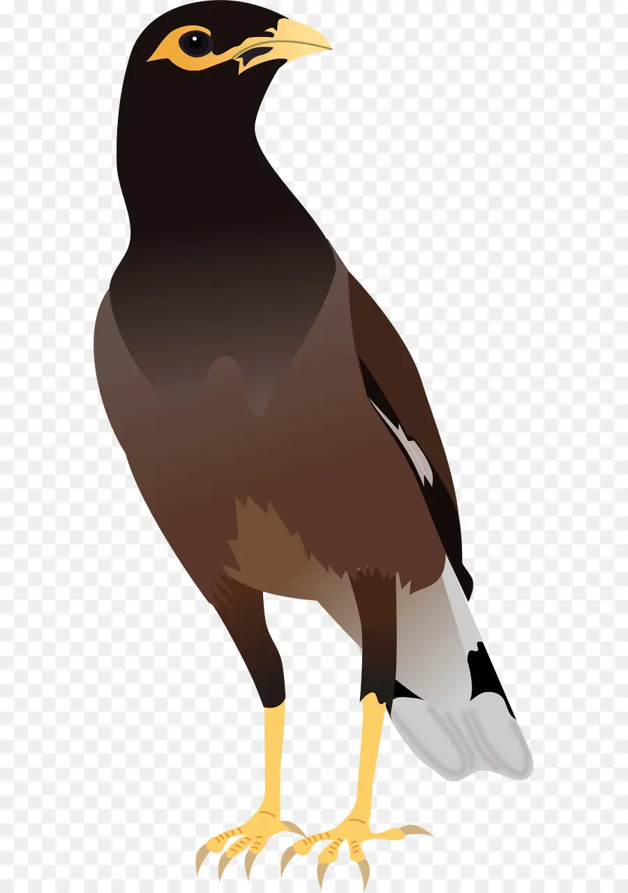 Pájaro，Común Myna PNG