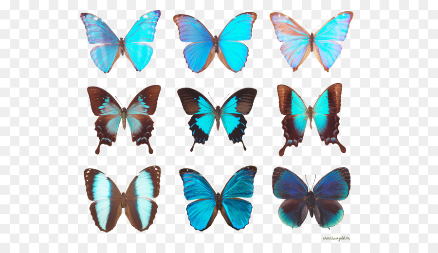 Mariposa，Diagrama De Mariposa PNG