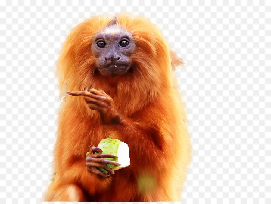 Golden Lion Tamarin，Cabeza Dorada Lion Tamarin PNG