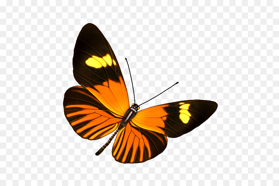 Mariposa，La Transparencia Y Translucidez PNG