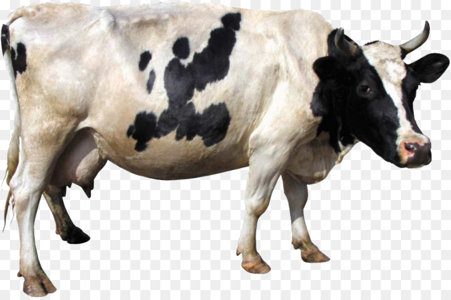 Ganado Holstein Friesian，Ganado Lechero PNG