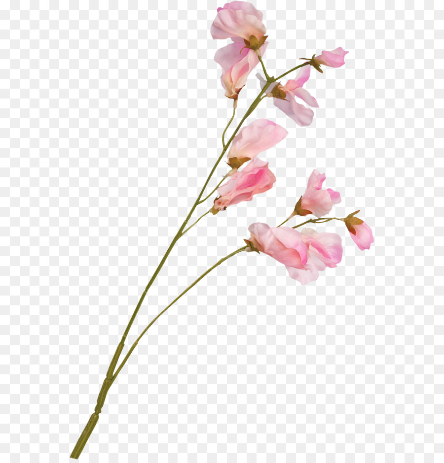Flor，Tallo De La Planta PNG