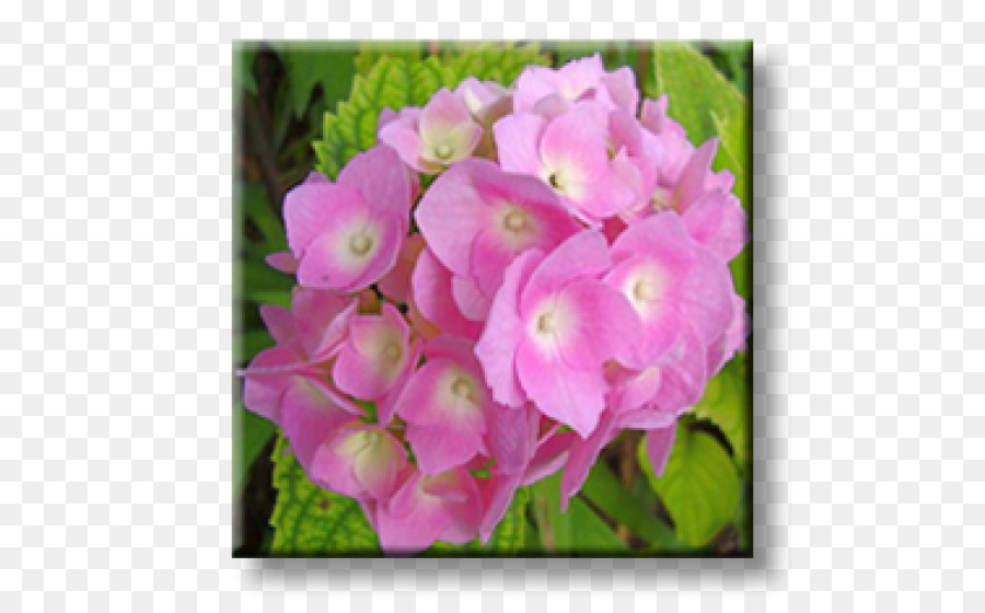 Arbusto，Hortensia PNG