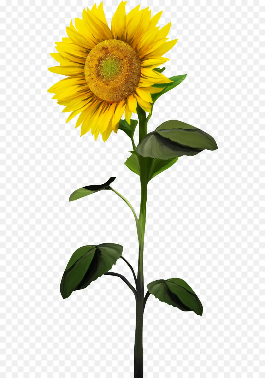 Común De Girasol，Flor PNG