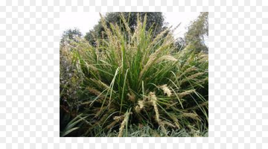 Planta，Lomandra PNG