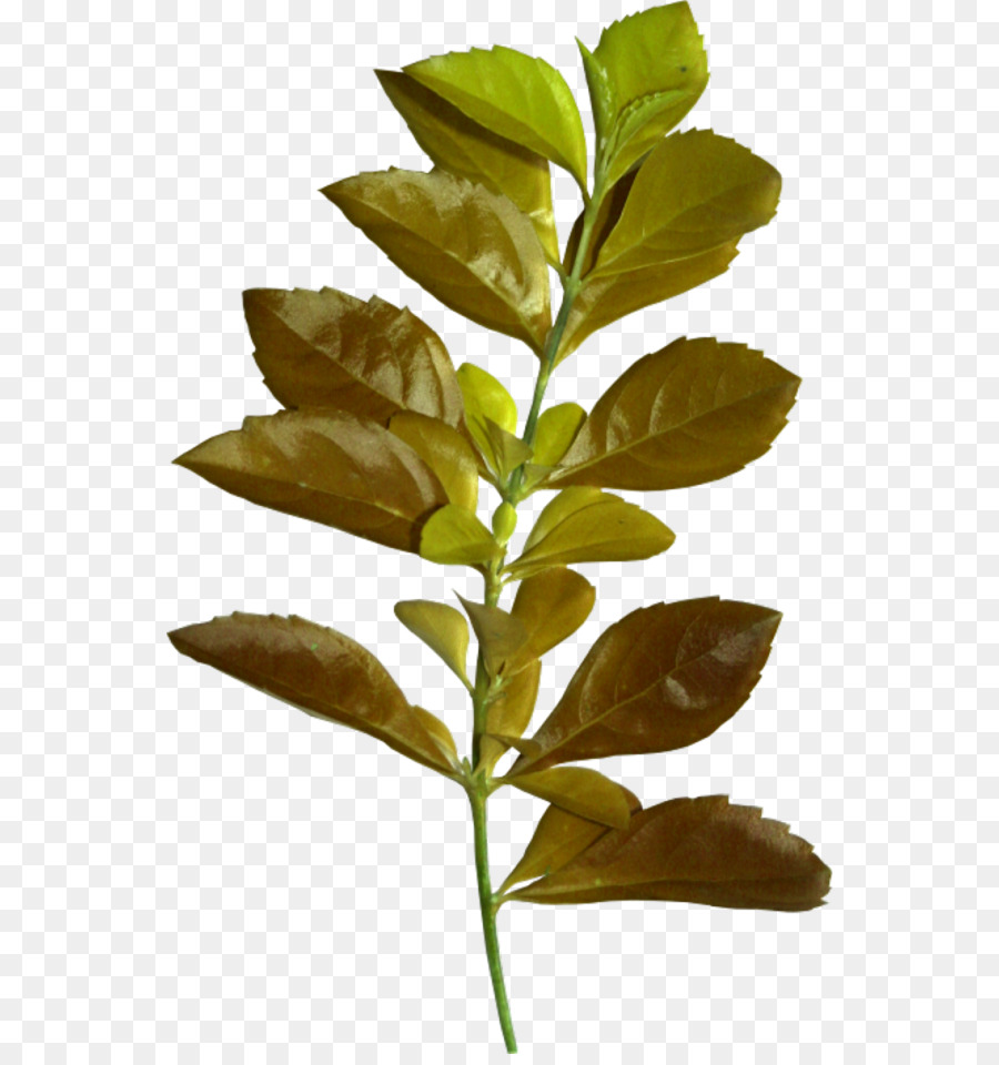 Hoja，Flor PNG