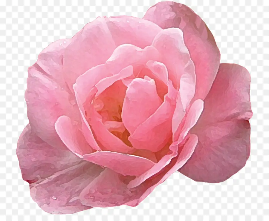 Las Rosas Modernas，Las Rosas De Jardín PNG