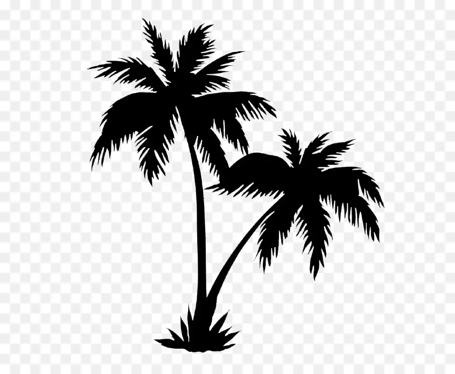 Royaltyfree，Arecaceae PNG