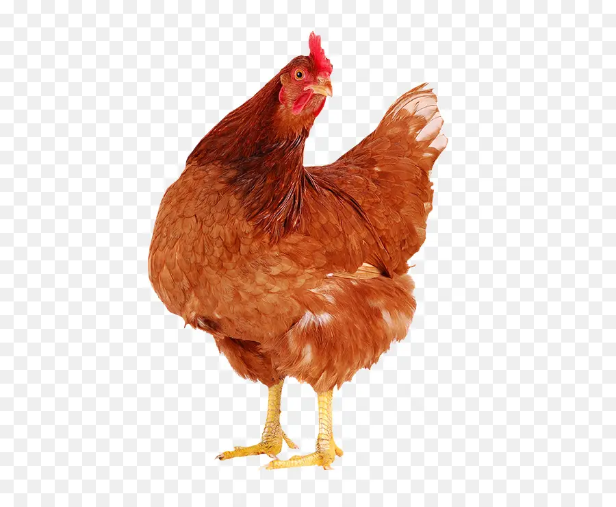 Faverolles De Pollo，Gallina PNG