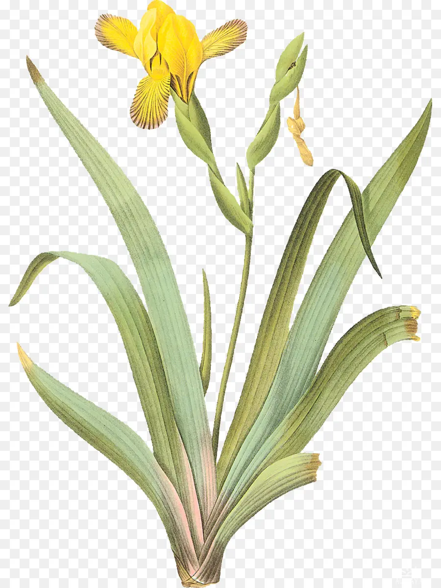 Iris Pseudacorus，Iris Pálido PNG