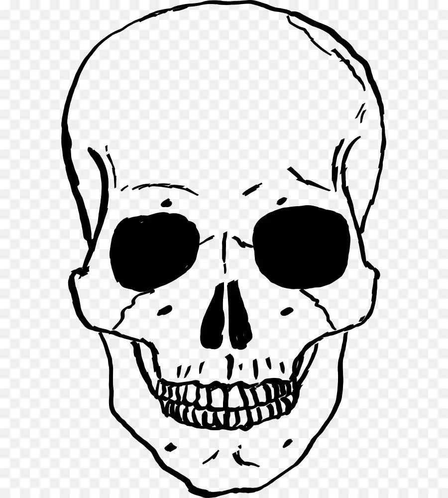Cráneo，Esqueleto Humano PNG