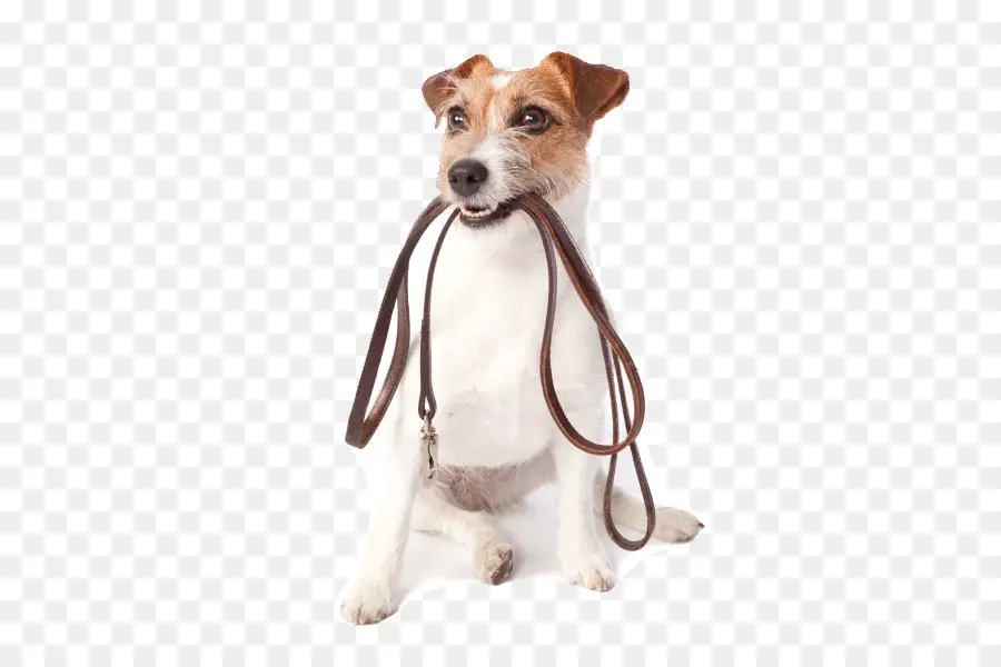 Cuidado De Mascotas，Perro PNG