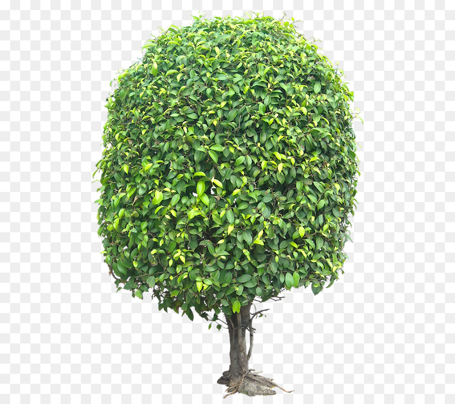 Evergreen，árbol PNG