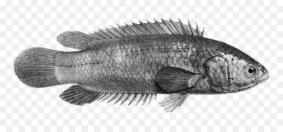 La Escalada Gourami，Los Peces PNG