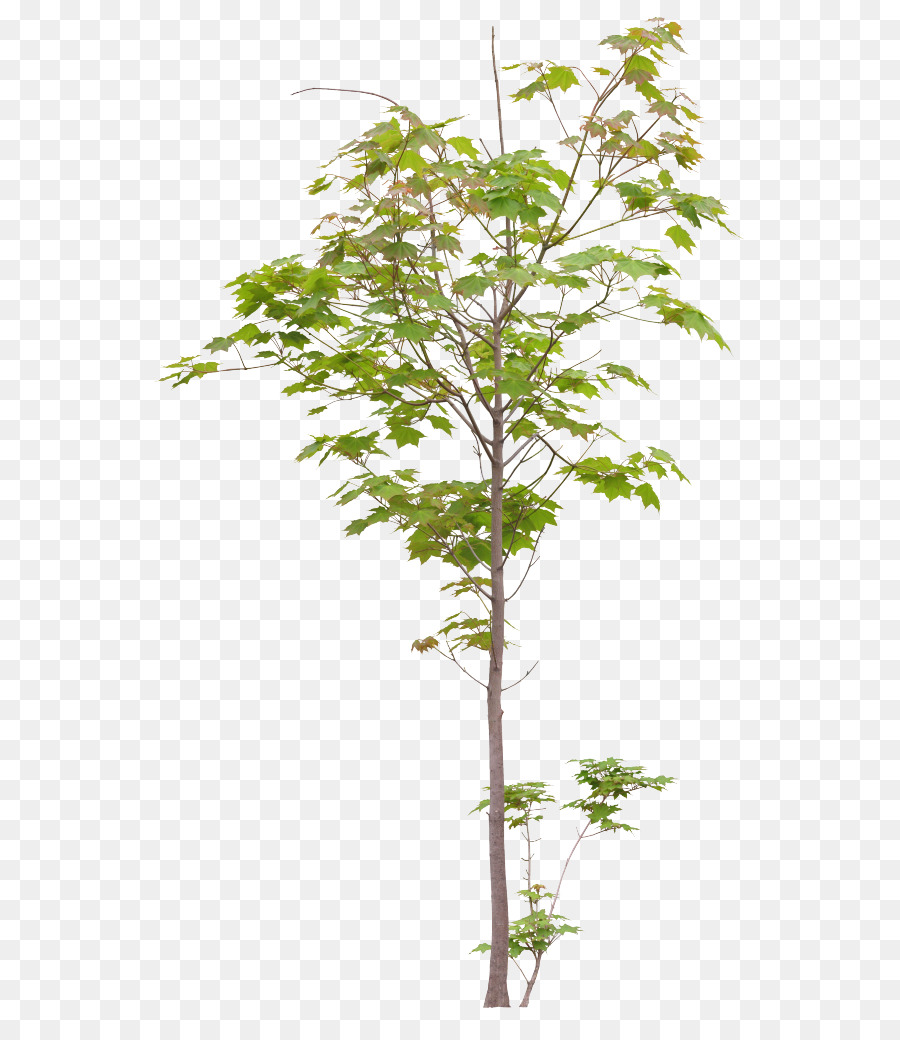 Planta De Hoja Verde，Hojas PNG