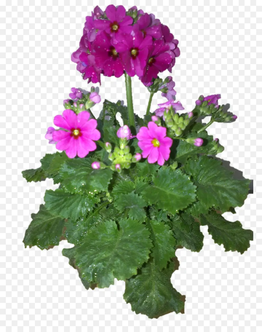 Verbena，Planta Anual PNG